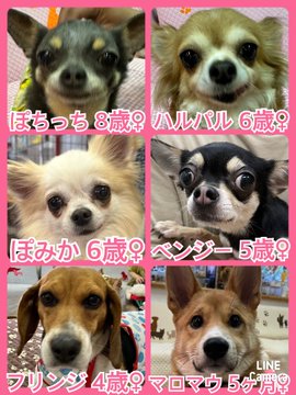 🐾今日の里親様募集中ワンコ🐶メンバーです🐾2023,6,30【保護犬カフェ天神橋店】